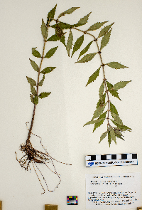 Lycopus virginicus image