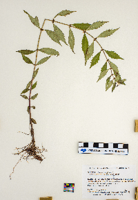 Lycopus virginicus image