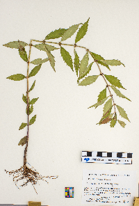 Lycopus virginicus image