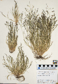 Eragrostis pectinacea image