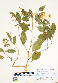 Impatiens pallida image
