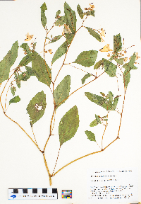 Impatiens pallida image