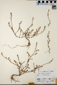 Polygonum aviculare image