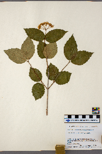 Viburnum rafinesquianum image