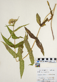Eupatorium perfoliatum image
