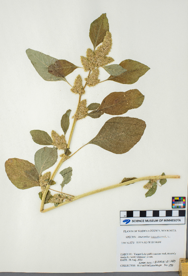 Amaranthus retroflexus image