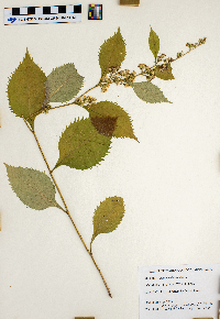 Solidago flexicaulis image