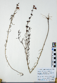 Agalinis purpurea var. parviflora image