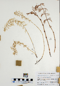 Equisetum pratense image