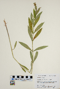 Lithospermum caroliniense image