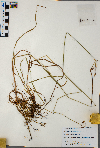 thumbnail image of current specimen