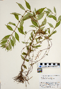 Lycopus virginicus image