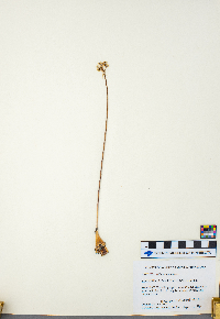thumbnail image of current specimen