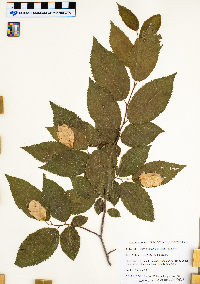Ostrya virginiana image