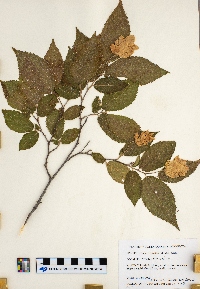 Ostrya virginiana image