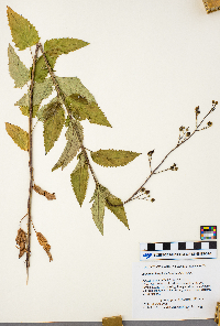 Scrophularia lanceolata image