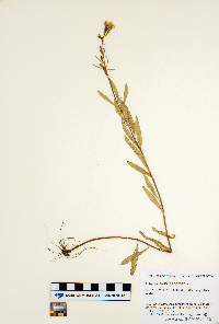 Oenothera perennis image