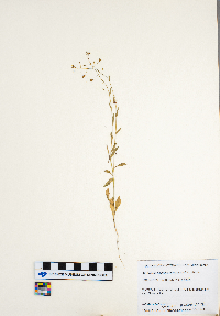 Capsella bursa-pastoris image