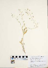 Capsella bursa-pastoris image