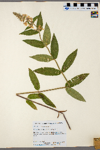 Stachys palustris image