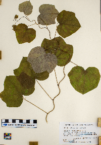 Menispermum canadense image