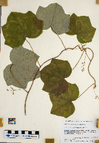 Menispermum canadense image