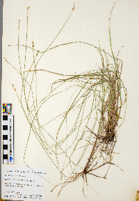 Carex echinata image