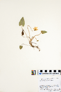 Viola sagittata image