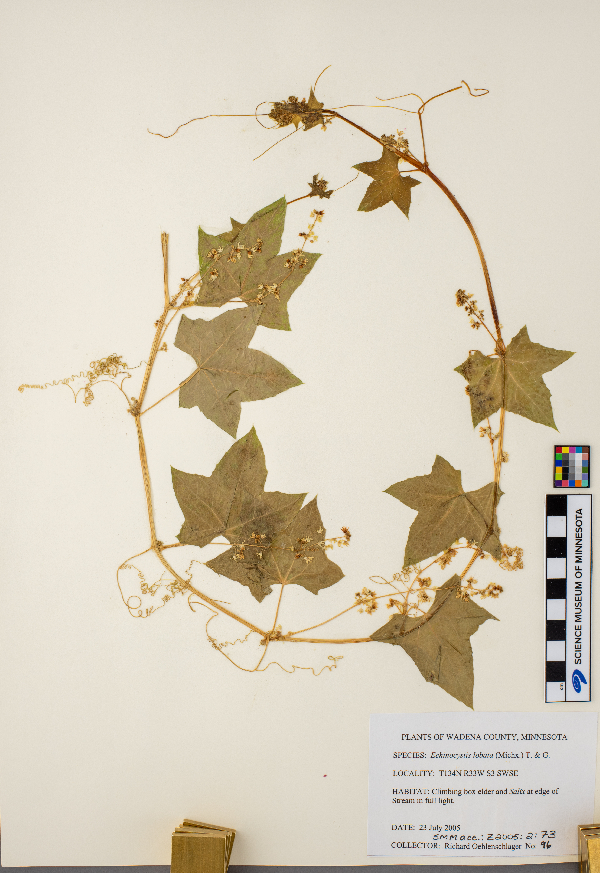 Echinocystis lobata image