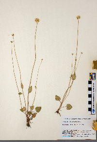 Parnassia palustris image