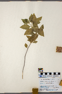 Solanum ptycanthum image