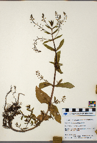 Thumbnail image of current specimen