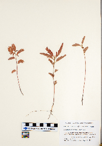 Chamaecrista fasciculata image