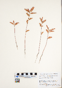 Chamaecrista fasciculata image