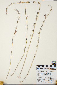 Agalinis purpurea var. parviflora image