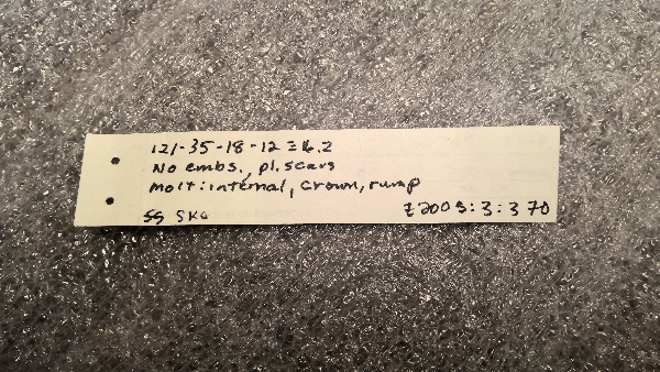 Clethrionomys gapperi image