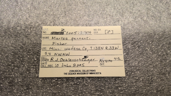 Martes pennanti image