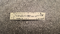 Peromyscus leucopus image