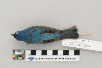 Passerina cyanea image