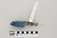 Passerina cyanea image