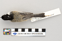Poecile atricapillus image