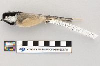 Poecile atricapillus image