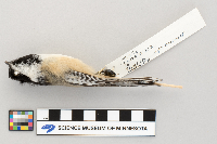 Poecile atricapillus image