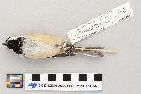 Poecile atricapillus image