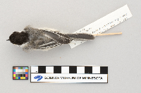 Poecile atricapillus image