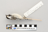 Poecile atricapillus image