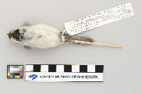 Poecile atricapillus image