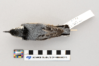 Sitta carolinensis image