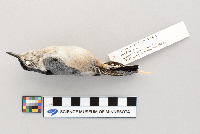 Sitta carolinensis image