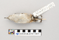 Sitta carolinensis image